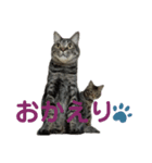 とらせなブラザーズその③（個別スタンプ：8）