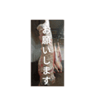 食肉市場（個別スタンプ：31）