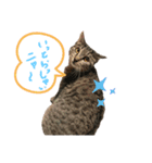 つぶ子スタンプ（個別スタンプ：3）