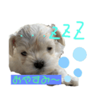 みっくす犬れいちぇる（個別スタンプ：1）