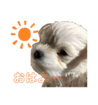みっくす犬れいちぇる（個別スタンプ：2）