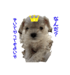 みっくす犬れいちぇる（個別スタンプ：3）