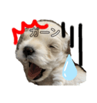 みっくす犬れいちぇる（個別スタンプ：5）