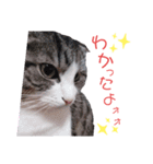後藤家にゃん's 3（個別スタンプ：2）