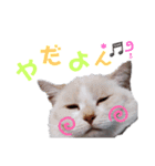 後藤家にゃん's 3（個別スタンプ：5）