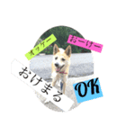 愛犬チコのスタンプ（個別スタンプ：1）