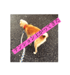 愛犬チコのスタンプ（個別スタンプ：2）
