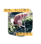 愛犬チコのスタンプ（個別スタンプ：4）