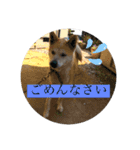 愛犬チコのスタンプ（個別スタンプ：5）