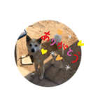 愛犬チコのスタンプ（個別スタンプ：6）