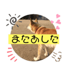 愛犬チコのスタンプ（個別スタンプ：7）