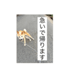 愛犬チコのスタンプ（個別スタンプ：8）