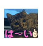 おはちゃん4（個別スタンプ：1）