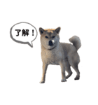 柴犬ミイコのスタンプ（個別スタンプ：1）