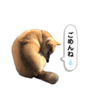 柴犬ミイコのスタンプ（個別スタンプ：2）