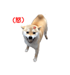 柴犬ミイコのスタンプ（個別スタンプ：3）