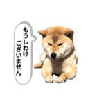 柴犬ミイコのスタンプ（個別スタンプ：4）