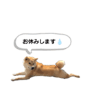 柴犬ミイコのスタンプ（個別スタンプ：5）