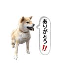 柴犬ミイコのスタンプ（個別スタンプ：6）