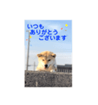 柴犬ミイコのスタンプ（個別スタンプ：7）