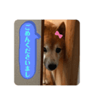 柴しばお空（個別スタンプ：3）