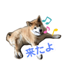 柴しばお空（個別スタンプ：8）