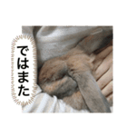 みみくんのスタンプ 2（個別スタンプ：4）