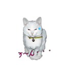 白猫たまちゃんの日常（個別スタンプ：2）