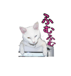 白猫たまちゃんの日常（個別スタンプ：4）