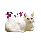 白猫たまちゃんの日常（個別スタンプ：8）