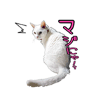 白猫たまちゃんの日常（個別スタンプ：9）