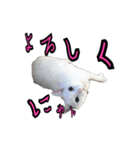 白猫たまちゃんの日常（個別スタンプ：10）
