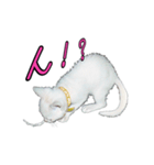 白猫たまちゃんの日常（個別スタンプ：11）