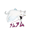 白猫たまちゃんの日常（個別スタンプ：12）