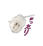 白猫たまちゃんの日常（個別スタンプ：13）