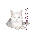 白猫たまちゃんの日常（個別スタンプ：15）