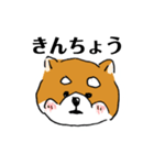 関西弁柴犬（個別スタンプ：7）