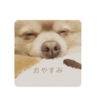 カワわんこ（個別スタンプ：3）