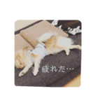 カワわんこ（個別スタンプ：4）