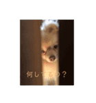 カワわんこ（個別スタンプ：6）