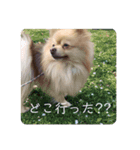 カワわんこ（個別スタンプ：8）