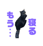 我が家の4にゃんず（個別スタンプ：1）