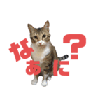 我が家の4にゃんず（個別スタンプ：2）