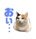 我が家の4にゃんず（個別スタンプ：8）