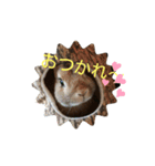うさぎの ももじーちゃん（個別スタンプ：1）
