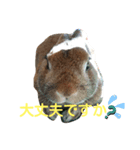 うさぎの ももじーちゃん（個別スタンプ：3）