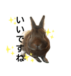 うさぎの ももじーちゃん（個別スタンプ：5）