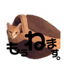 吾輩はQOOである（個別スタンプ：2）