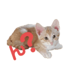 吾輩はQOOである（個別スタンプ：3）
