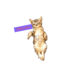 おうちの猫ちゃん（個別スタンプ：1）